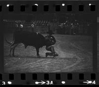 Danny Whiteley Steer wrestling