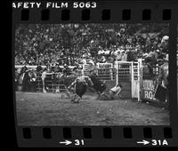 John Bland on Bull #214