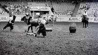 Rodeo clowns Romer & Clayman Bull fighting