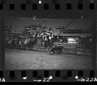 Unidentified Rodeo clown Bull fighting