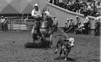 Lane Thrasher Calf roping