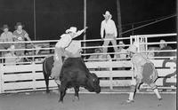 Unidentified Bull rider on unknown Bull