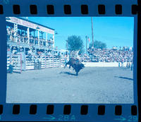 Art Riley on Bull #500