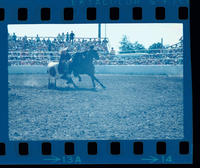 Maury Whyte Steer wrestling