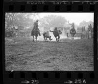 Laddie Lewis Steer wrestling