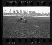 Unknown Rodeo clowns Bull fighting with "Buster"