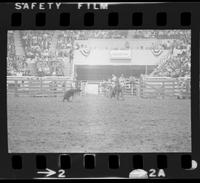 Willard Moody Calf roping