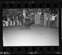 Harry Tompkins on Bull #81