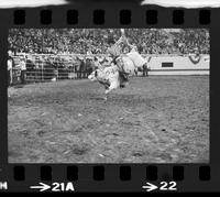 John Gloor on unknown Bull