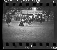 Ron Douglas Steer wrestling, 6.1 Sec