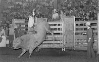 Art Ray on Bull #0