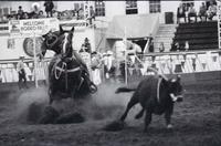 Bill Bush Calf roping