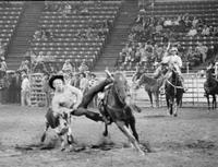 Don Matheson Steer wrestling