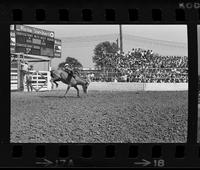 Rusty Riddle on Little Ruby