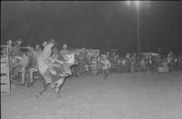 Unidentified Bull rider on unknown Bull