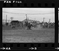 Tom Chapman Calf roping