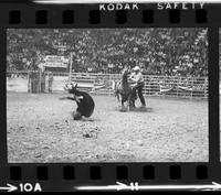 R.E. Josey Calf roping