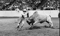 Rodeo clowns Leon Coffee & Mike Moore fighting Bull #10