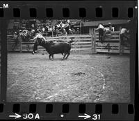 Unidentified Rodeo clown Bull fighting