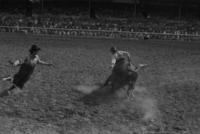 Unknown Rodeo clowns Bull fighting with Bull #150