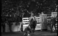 Condon Goos on Bull #-11