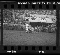 Stan Christian Steer wrestling