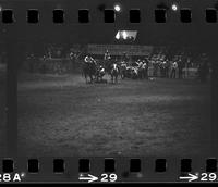 Cotton Young Steer wrestling