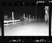 Earl Williamson Steer wrestling