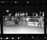 Cheyenne Pipkin on Bull #28