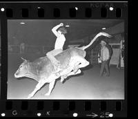 Tom Augustine  Junior Steer riding