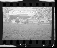 Larry Ferguson Steer wrestling