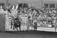 Bob Currie on Bull #102