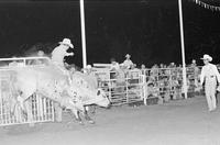 Larry McConathy on Bull #53