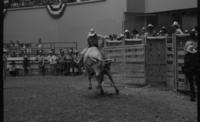 Unidentified rider on Bull #45