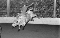 Cliff Overstreet on Bull #66