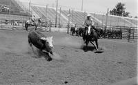 Unidentified rider in Quarter horse competition