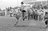 Unidentified Bull rider