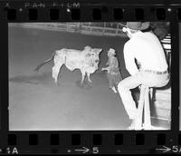 Unidentified Rodeo clown Bull fighting