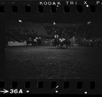 Unidentified Steer wrestler