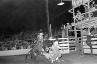 Wayne Hall on Bull #62