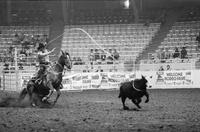 Zane Tibbetts Calf roping