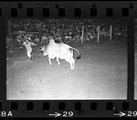 Bob Clark Bull fighting