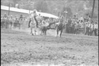 Mike Pettigrew Steer wrestling