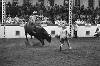 Bobby Berger on Bull #444