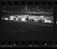 Bill Lee Steer wrestling