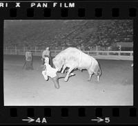 Unknown Bull rider on Bull #505