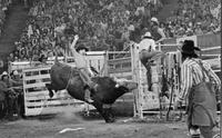 Mike Bandy on Bull #9+