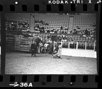 Dick Bolling Bull fighting