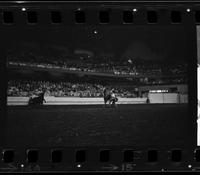 Larry Ward Calf roping