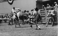 Denny Flynn on Bull #5Y